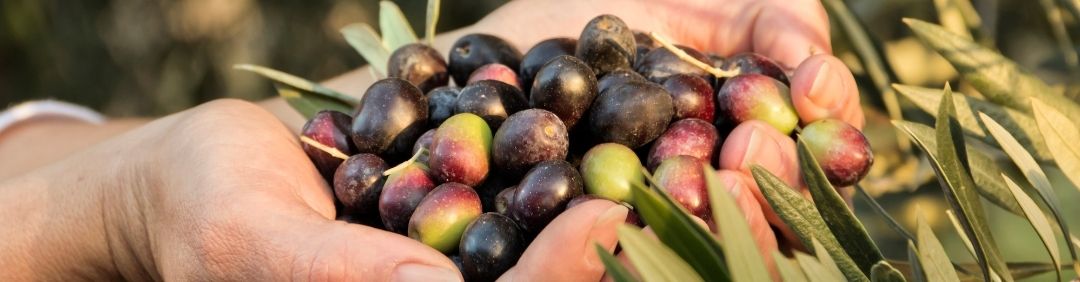 Les meilleurs peignes vibreurs et secoueurs d&rsquo;olives Attila en promotion sur AgriEuro