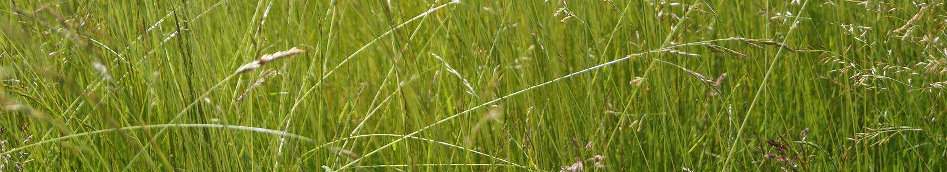 Fauchage des herbes hautes ou débroussaillage des espaces verts