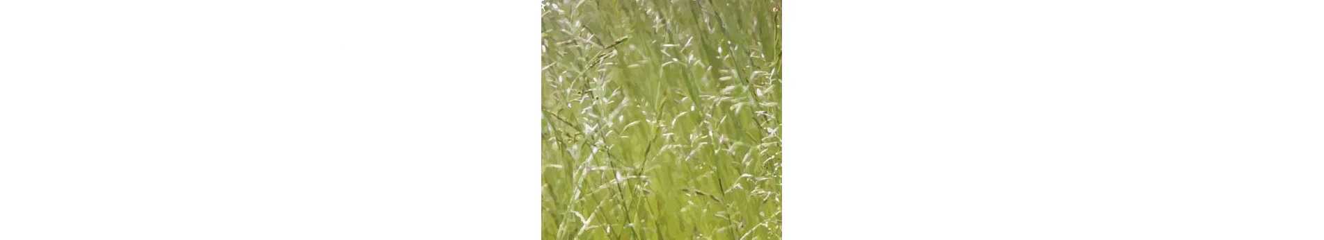 Fauchage des herbes hautes ou débroussaillage des espaces verts