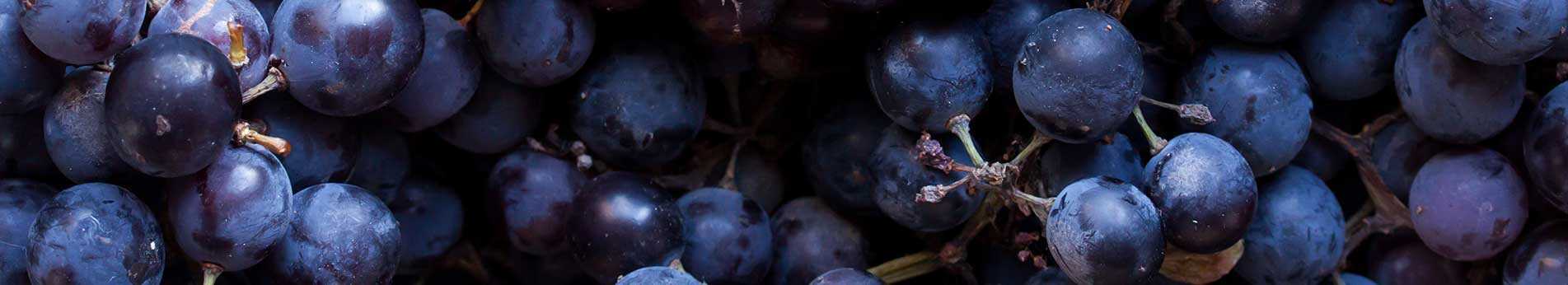 Œnologie, filtration, transfert et travail des fruits