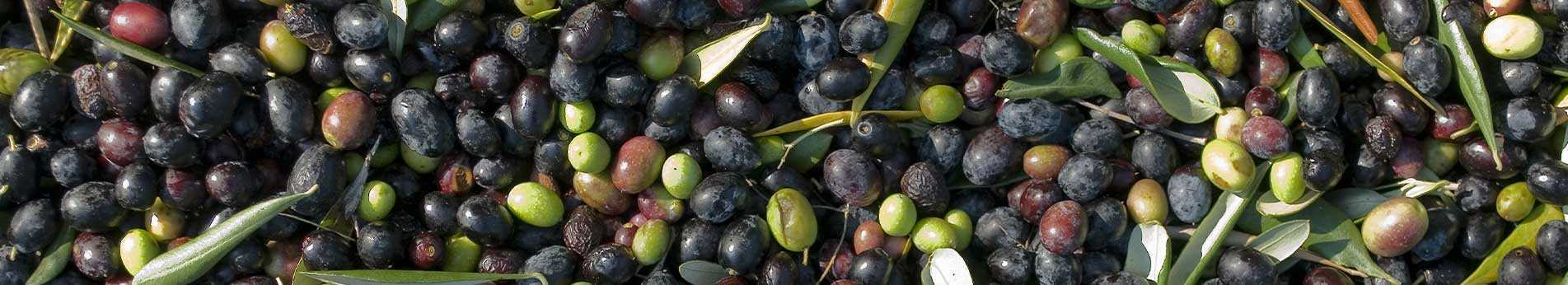 Ramassage et cueillette des olives