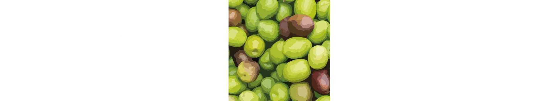 Ramassage et cueillette des olives