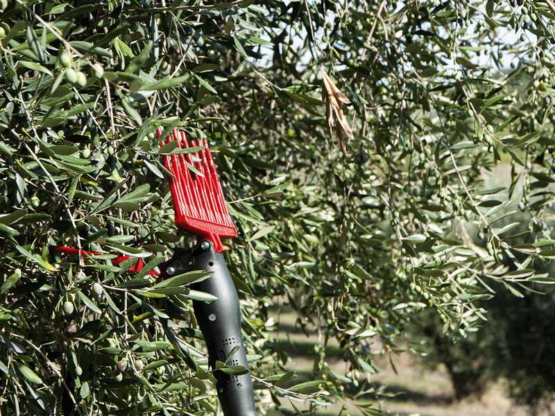 Castellari Olivance EP L V2 - Peigne vibreur &eacute;lectrique &agrave; batterie  - perche 220/300 cm