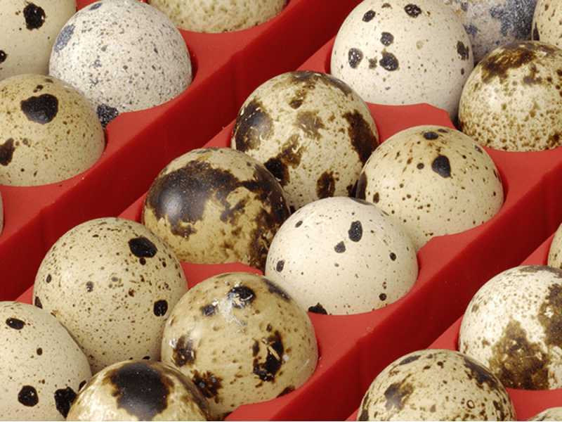 River Systems ET 49 BIOMASTER Couveuse &agrave; &oelig;ufs automatique - 49 &oelig;ufs