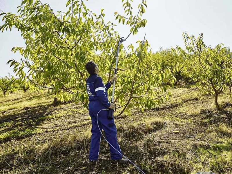 S&eacute;cateur &eacute;lagueur &agrave; air comprim&eacute; &agrave; perche fixe Campagnola STAR 50 - perche 2 m