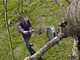 Gardena StarCut 160 plus - Long coupe-branches sur perche de rallonge de 160&nbsp;cm - &Oslash;&nbsp;32&nbsp;mm