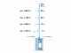 Pompe &agrave; immersion &agrave; pression Gardena 6100/5 inox automatic- 4.7 bars- eaux claires