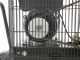 BlackStone B-LBC 100-20 - Compresseur d'air &eacute;lectrique &agrave; courroie - Moteur 2 CV - 100 L