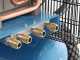 Motocompresseur thermique Campagnola MC 660 moteur &agrave; essence Honda GX270
