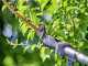 Gardena HighCut 250/18V Solo - coupe-branches d'&eacute;lagage - SANS BATTERIE NI CHARGEUR