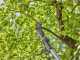 Gardena HighCut 250/18V Solo - coupe-branches d'&eacute;lagage - SANS BATTERIE NI CHARGEUR