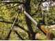 Fiskars PowerGearTX LX98 - Coupe-branches Bypass - Taille L