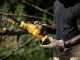 DeWalt DCMPS520P1-QW - Tron&ccedil;onneuse de taille &eacute;lectrique 18V 5Ah - Guide de 20 cm