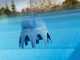 Traitement pour piscines Gre Poolp'o 0 - 10m&sup3; - 250g
