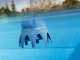 Traitement pour piscines Gre Poolp'o 10 - 20m&sup3; - 500g
