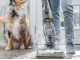 Bissell CrossWave Hydrosteam PET Select - Nettoyeur de sols 3 en 1 lave, s&egrave;che et aspire