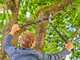 Gardena EnergyCut Pro L - Coupe-branches &agrave; enclume - Longueur 75cm