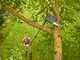 Gardena StarCut Pro L - Coupe-branches sur perche t&eacute;lescopique 175-400 cm + Scie avec lame de 34 cm - &Oslash;32mm