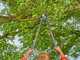 Gardena TeleCut Pro L - Coupe-branches Bypass T&eacute;lescopique - Longueur 65/90 cm