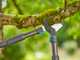 Gardena TeleCut Pro L - Coupe-branches Bypass T&eacute;lescopique - Longueur 65/90 cm