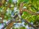 Gardena EnergyCut Pro L - Coupe-branches Bypass - Longueur 75 cm