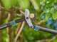Gardena EnergyCut Pro L - Coupe-branches Bypass - Longueur 75 cm