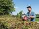 Skil 0440 CA - Taille-haie &agrave; batterie - Lame de 55 cm - 20 V 2,5 Ah