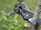 JOLLY ITALIA Elio - Coupe-branches t&eacute;lescopique professionnel - 168 cm/268 cm - &Oslash; 35 mm