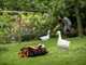 Worx Landroid Vision L1600 WR216E - Robot Tondeuse - Sans installation
