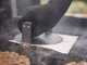 Kit pour smashed burger pour plancha Weber